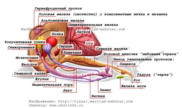анатомия улитки