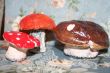 new mushrooms