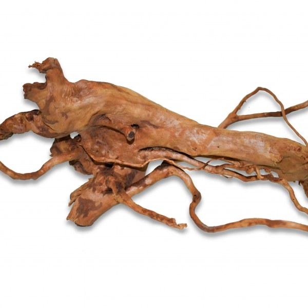 Паучий корень (Азалия).