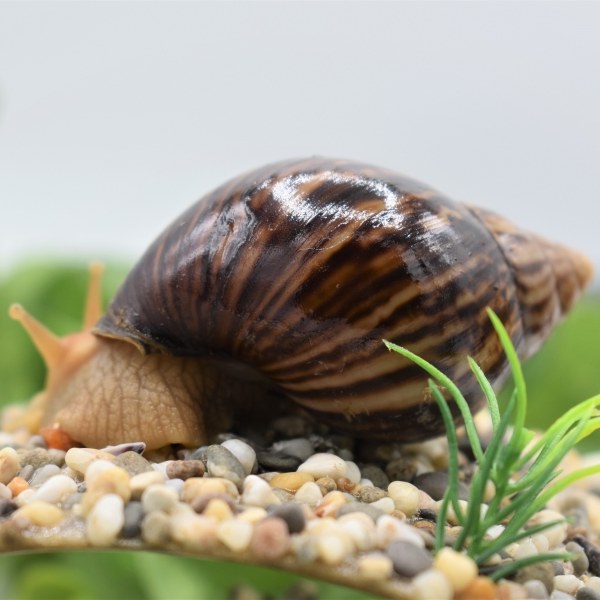 Achatina immaculata immaculata и pantera (иммакуляты и пантеры).