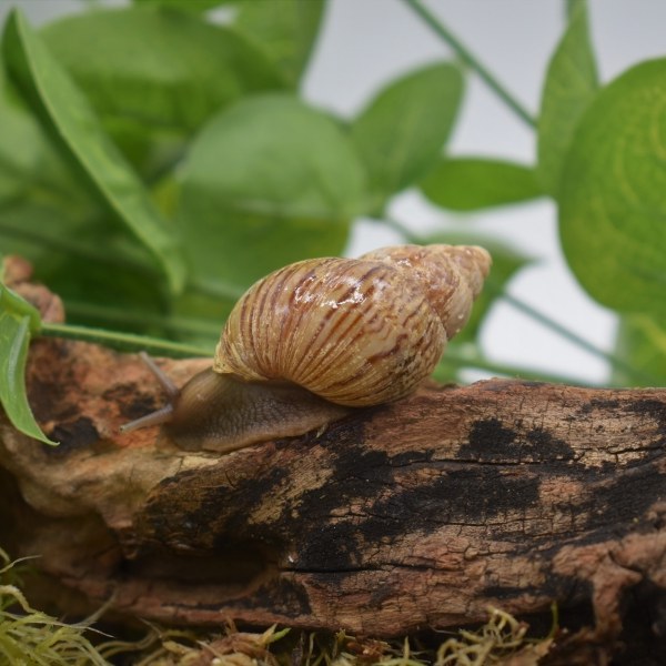 Achatina craveni (кравени).