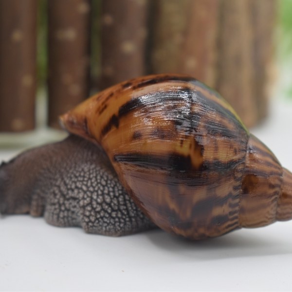 Achatina achatina tigers (тигры).