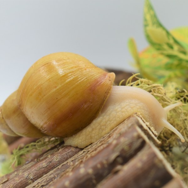 Achatina fulica rodatzi (родашки).