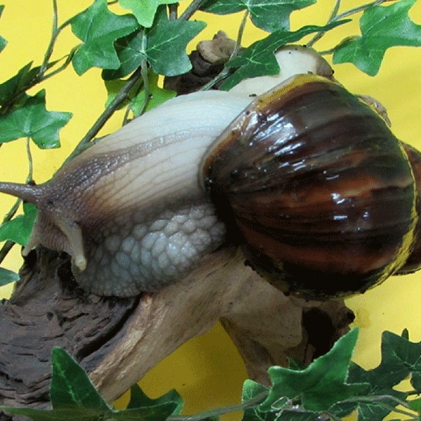 Achatina fulica (фулики).