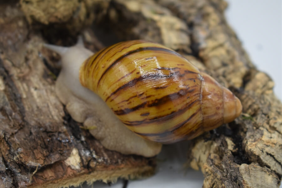 (8-9 ) Archachatina marginata var. ovum  Silver -        |