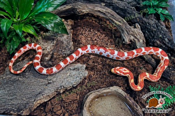 Полоз маисовый №13 / Pantherophis guttatus Amel M