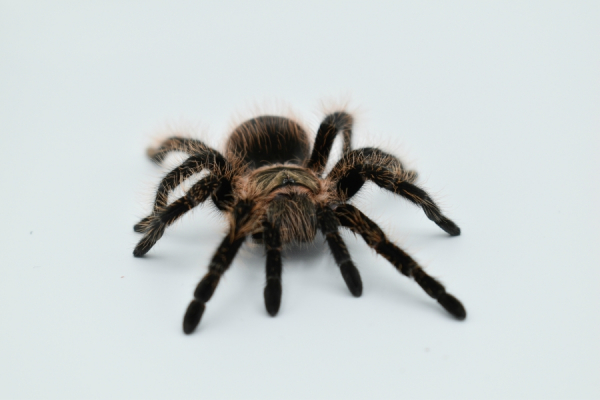 Lasiodora parahybana M (2–3 см)