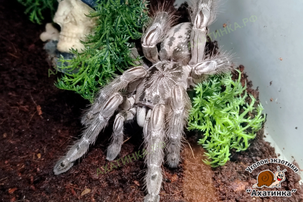 Heteroscodra maculata L9-10 / самка