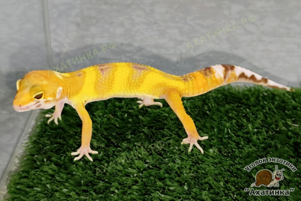 Эублефар №15 Albino Paternless Tremper Orange / 18.03.2026 / Самец