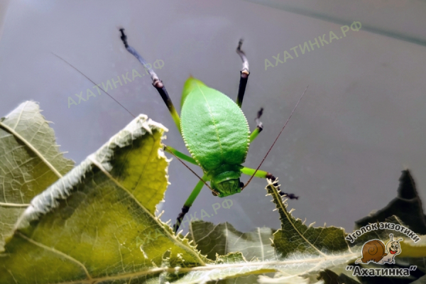 Гигантский кузнечик Siliquofera grandis