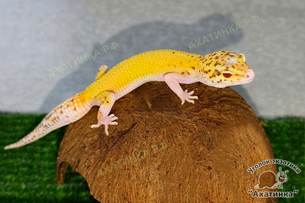 Эублефар №71 Hypo Eclipse Albino / 01.2026
