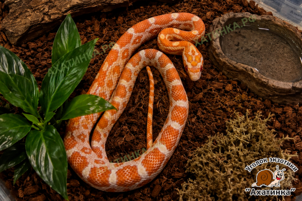 Полоз маисовый №18 / Pantherophis guttatus Orange F
