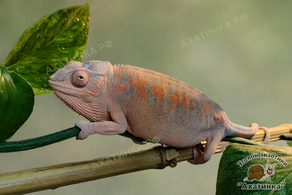 Хамелеон пантеровый / Furcifer pardalis / самка