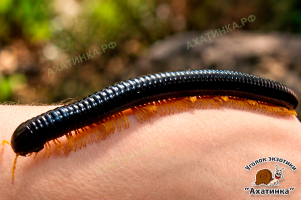 Кивсяк Alienostreptus bicoloripes / 15-18 см