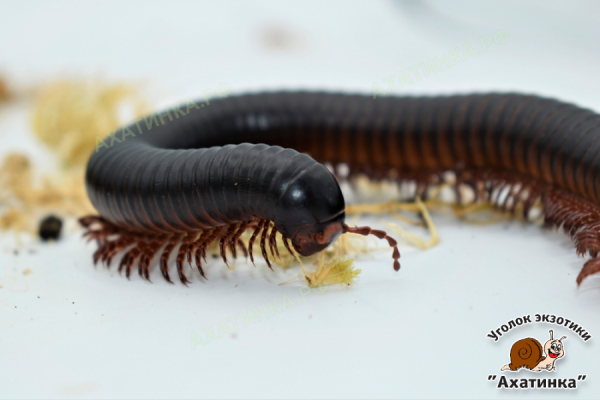 Кивсяк Spirostreptida Gen.sp. (ЮАР) "Stripe legs" / подросток / 2-3 см