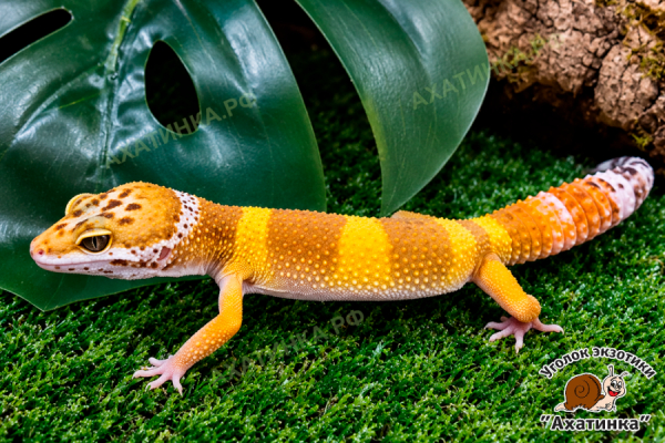 Эублефар №2 Super hypo Tangerine TA / 1.06.26 / Самец