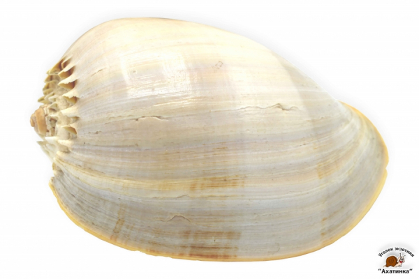 Раковина морская