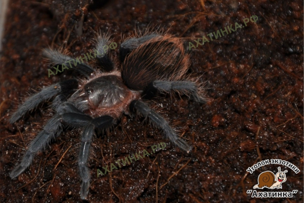 Brachypelma vagans F (2 см)
