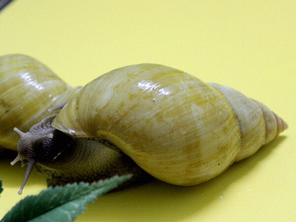 Achatina fulica rodatzi = Ахатина фулика родатци (3 - 3,5 см)