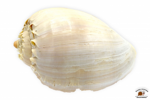 Раковина морская