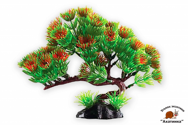 Бонсай в ассортименте #4 (13см)