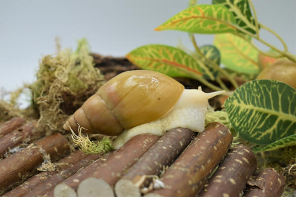 Achatina fulica rodatzi albino body = Ахатина фулика родатци альбинос (6-6,5 см)