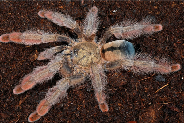 Psalmopoeus pulcher L1–2