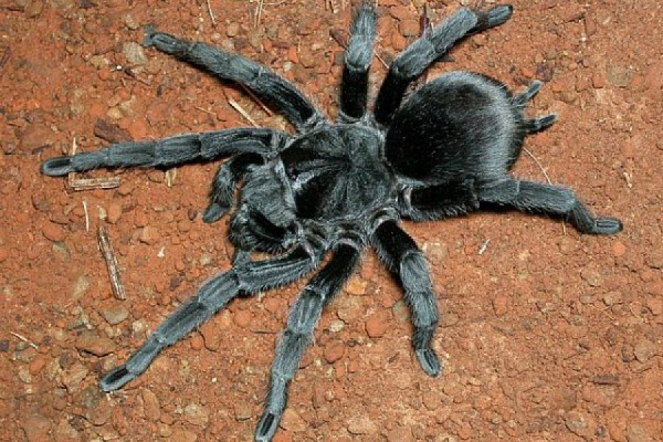 Grammostola pulchripes L1–2