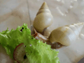Лимиколярия униколор (лимки уники)
