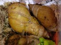 Ахатина фулика родатци альбино (родашки альбиносы (блондинки))