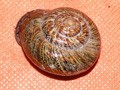 улитка Caucasotachea atrolabiata
