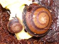 Караколус еллоу (желтые каракольки) и Caracolus sagemon rostrata