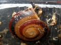 Караколус еллоу (желтые каракольки) и Caracolus sagemon rostrata