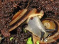 Караколус еллоу (желтые каракольки) и Caracolus sagemon rostrata