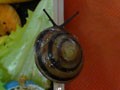 Караколус еллоу (желтые каракольки) и Caracolus sagemon rostrata