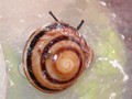 Караколус еллоу (желтые каракольки) и Caracolus sagemon rostrata
