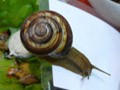 виноградная улитка Helix lucorum