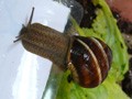 виноградная улитка Helix lucorum