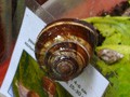 виноградная улитка Helix lucorum